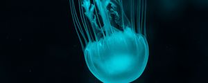 Превью обои медуза, подводный мир, голубой, щупальцы