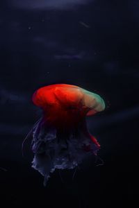 Превью обои медуза, подводный мир, красивый, темный