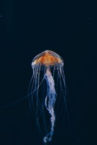 Превью обои медуза, подводный мир, красивый, темный, вода