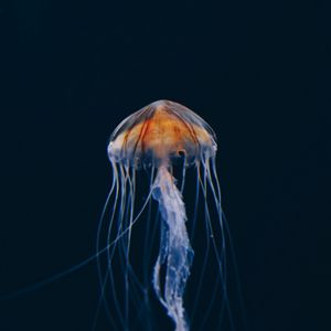 Превью обои медуза, подводный мир, красивый, темный, вода
