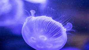 Превью обои медуза, подводный мир, крупным планом