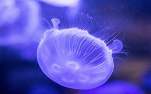 Превью обои медуза, подводный мир, крупным планом