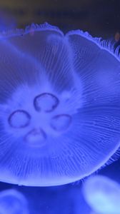 Превью обои медуза, подводный мир, крупным планом, макро