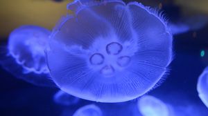 Превью обои медуза, подводный мир, крупным планом, макро