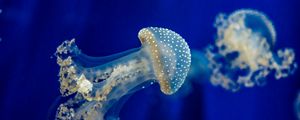 Превью обои медуза, подводный мир, море
