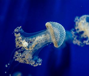 Превью обои медуза, подводный мир, море