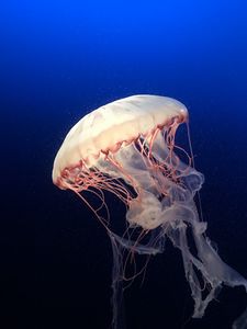 Превью обои медуза, подводный мир, океан, аквариум, плавание, синий, вода