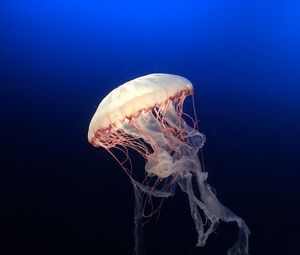 Превью обои медуза, подводный мир, океан, аквариум, плавание, синий, вода