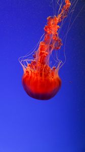 Превью обои медуза, подводный мир, оранжевый, синий, красный