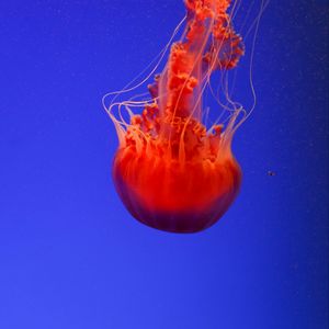 Превью обои медуза, подводный мир, оранжевый, синий, красный