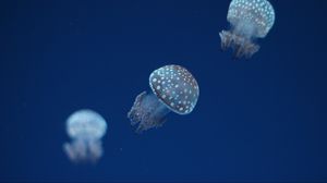 Превью обои медуза, подводный мир, пятна