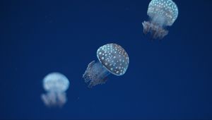 Превью обои медуза, подводный мир, пятна