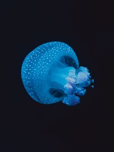 Превью обои медуза, подводный мир, пятна, щупальцы