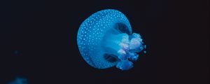 Превью обои медуза, подводный мир, пятна, щупальцы