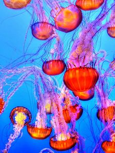 Превью обои медуза, подводный мир, плавание