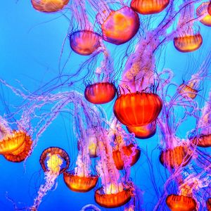 Превью обои медуза, подводный мир, плавание