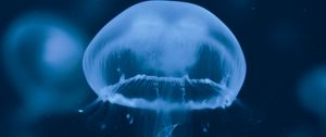 Превью обои медуза, подводный мир, плавание, щупальцы, синий