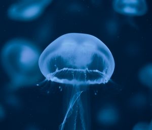 Превью обои медуза, подводный мир, плавание, щупальцы, синий