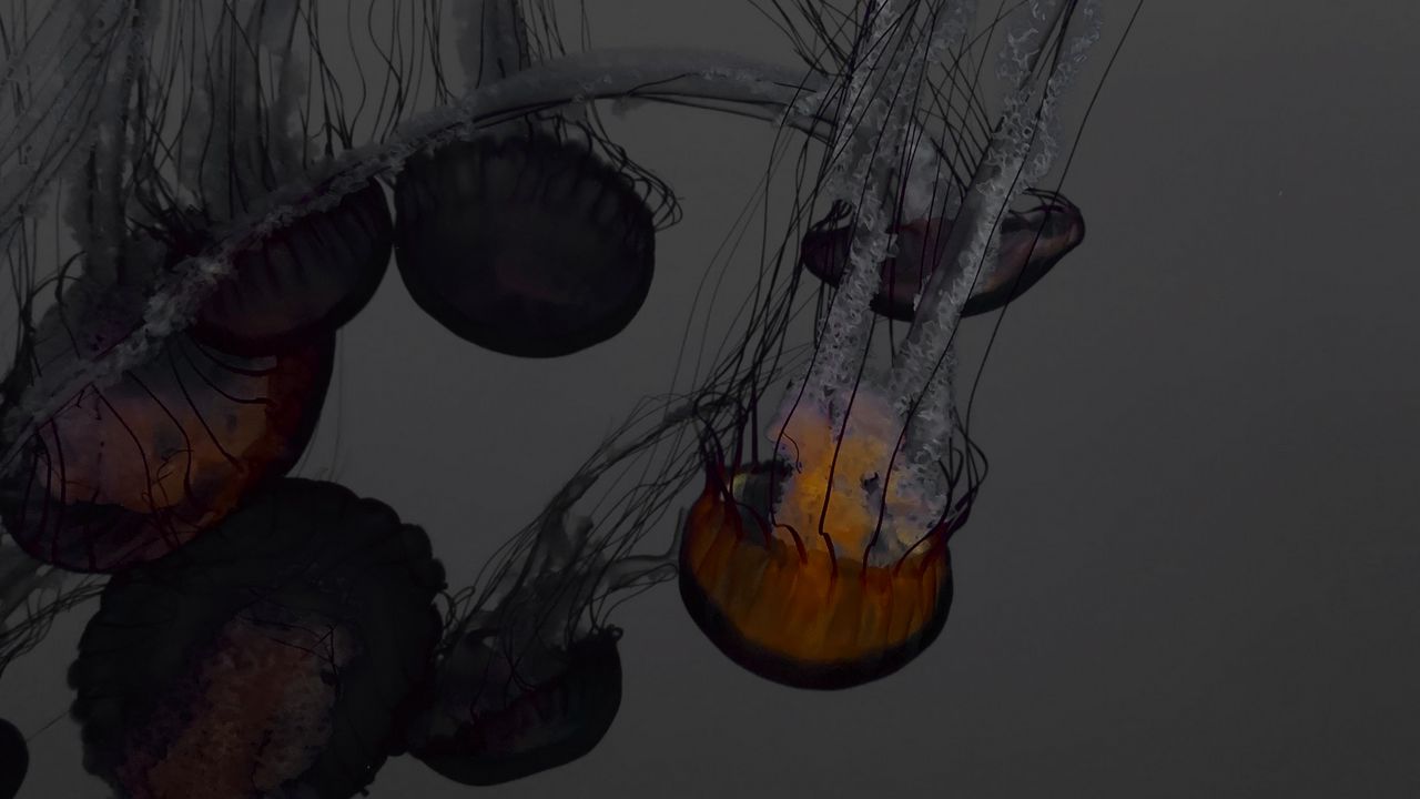 Обои медуза, подводный мир, плавание, щупальцы, темный, свечение
