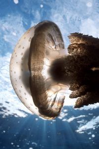 Превью обои медуза, подводный мир, плавание, море