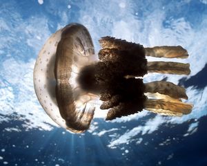 Превью обои медуза, подводный мир, плавание, море