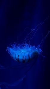 Превью обои медуза, подводный мир, плавать, щупальцы, океан