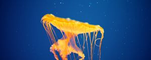 Превью обои медуза, подводный мир, плавать