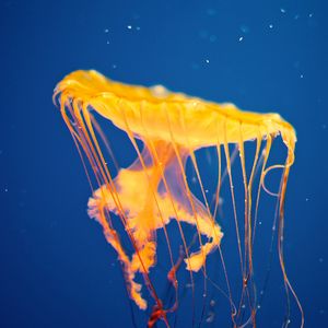 Превью обои медуза, подводный мир, плавать