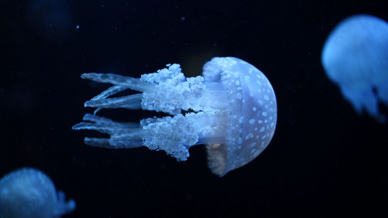 Обои медуза, подводный мир, плавать, темный