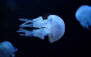 Превью обои медуза, подводный мир, плавать, темный
