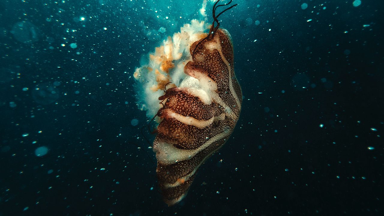 Обои медуза, подводный мир, под водой, пузыри