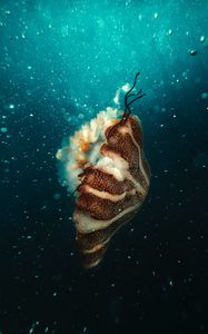 Превью обои медуза, подводный мир, под водой, пузыри