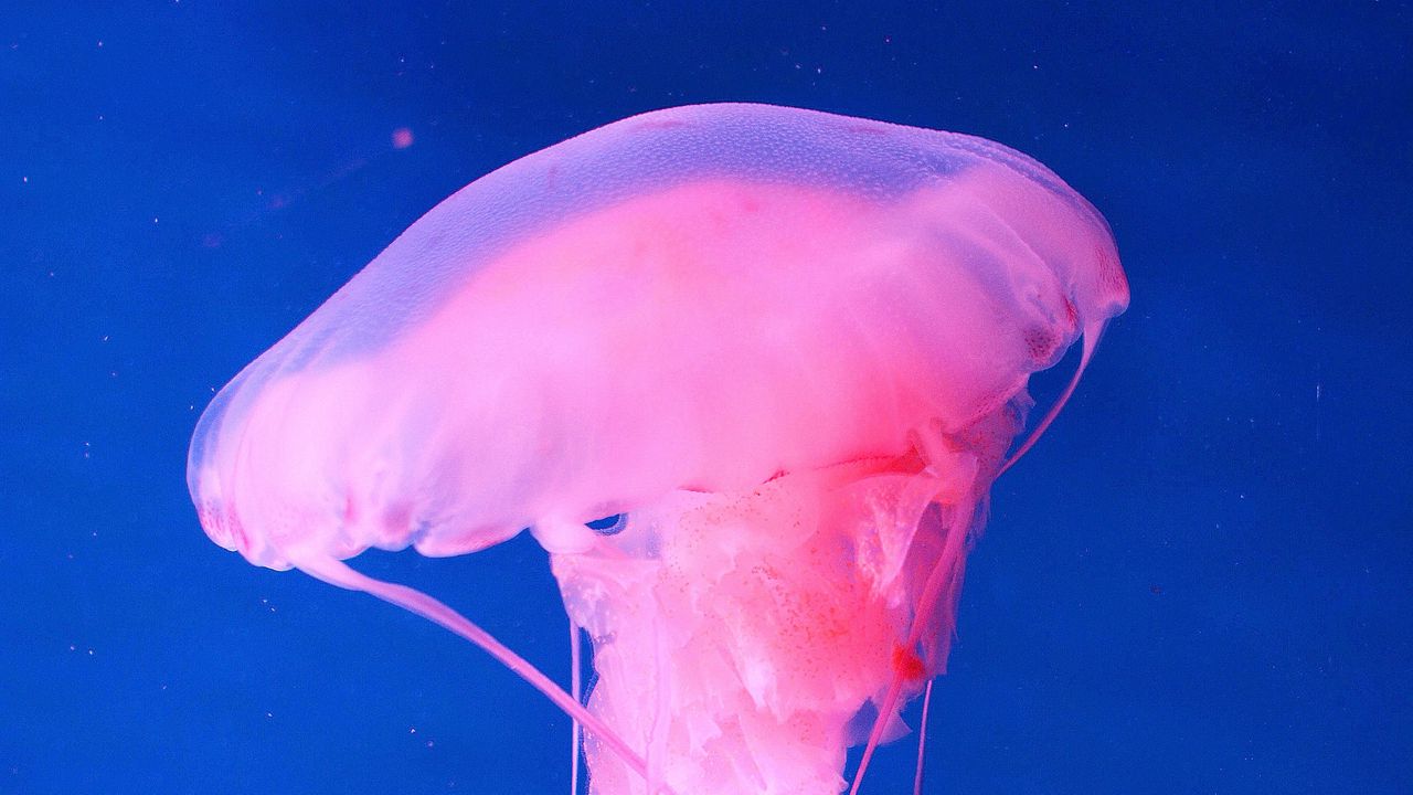 Обои медуза, подводный мир, розовый