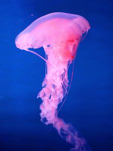 Превью обои медуза, подводный мир, розовый