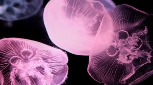 Превью обои медуза, подводный мир, щупальце, черный