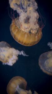 Превью обои медуза, подводный мир, щупальце, вода