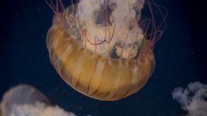 Превью обои медуза, подводный мир, щупальце, вода