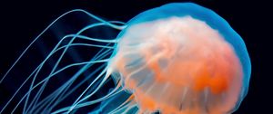 Превью обои медуза, подводный мир, щупальце, темный