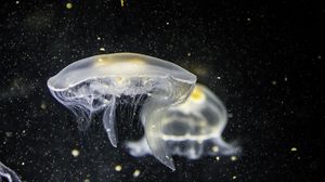 Превью обои медуза, подводный мир, щупальцы, крупным планом