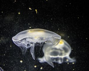 Превью обои медуза, подводный мир, щупальцы, крупным планом