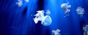 Превью обои медуза, подводный мир, щупальцы, маленький