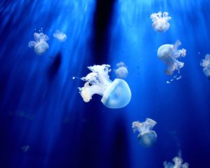 Превью обои медуза, подводный мир, щупальцы, маленький