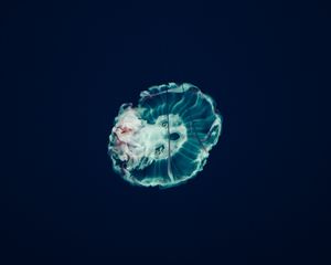 Превью обои медуза, подводный мир, щупальцы, океан