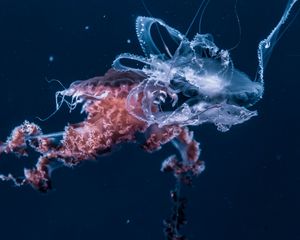 Превью обои медуза, подводный мир, щупальцы, океан