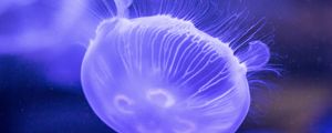 Превью обои медуза, подводный мир, щупальцы, сиреневый