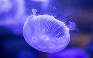 Превью обои медуза, подводный мир, щупальцы, сиреневый