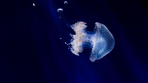 Превью обои медуза, подводный мир, щупальцы, плавание