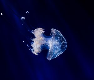 Превью обои медуза, подводный мир, щупальцы, плавание