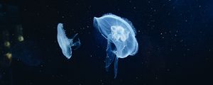 Превью обои медуза, подводный мир, щупальцы