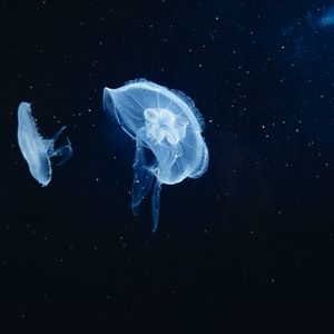Превью обои медуза, подводный мир, щупальцы